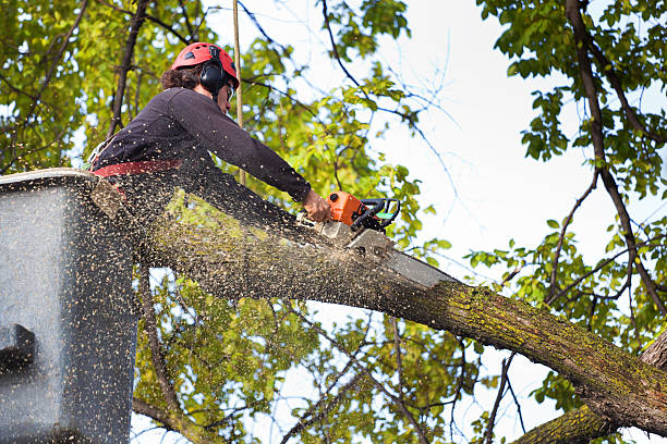 Lawn Renovation and Restoration in Mack, OH