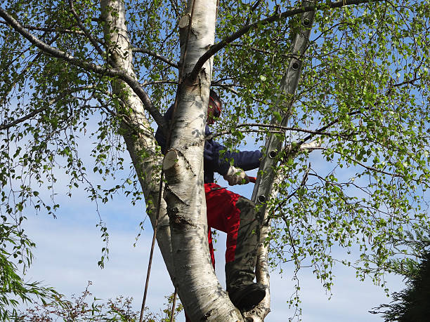 Reliable Mack, OH Tree Services Solutions